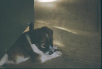 puppies