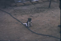 puppies
