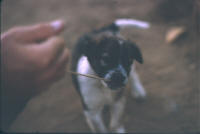 puppies