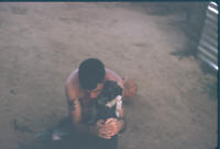 puppies
