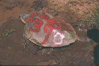 390th